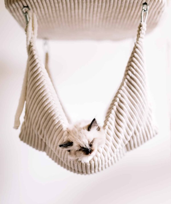 Comment choisir le hamac parfait pour votre chat?